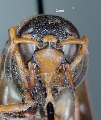 Media type: image;   Entomology 29748 Aspect: head frontal view